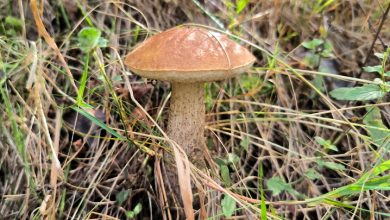Photo of «Тихая охота» в Ленобласти: где собирать грибы в Петербурге и много ли их в лесах