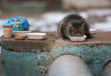 Photo of Дума подготовила запрет кормить животных возле многоквартирных домов