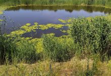 Photo of Латвия вслед за Литвой задумалась над восстановлением болот у границ