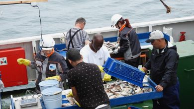 Photo of Bloomberg рассказал о борьбе России за рыбу в Африке с Китаем и ЕС